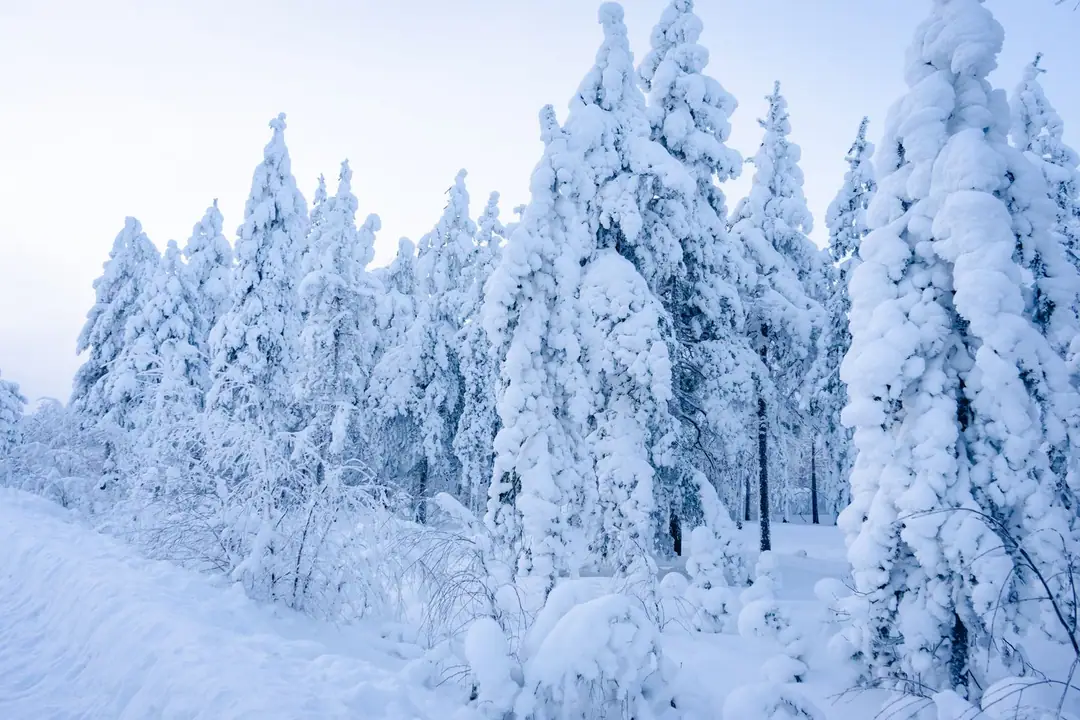 A pristine winter forest blanketed in snow captures the serene beauty of Lapland, Finland.
