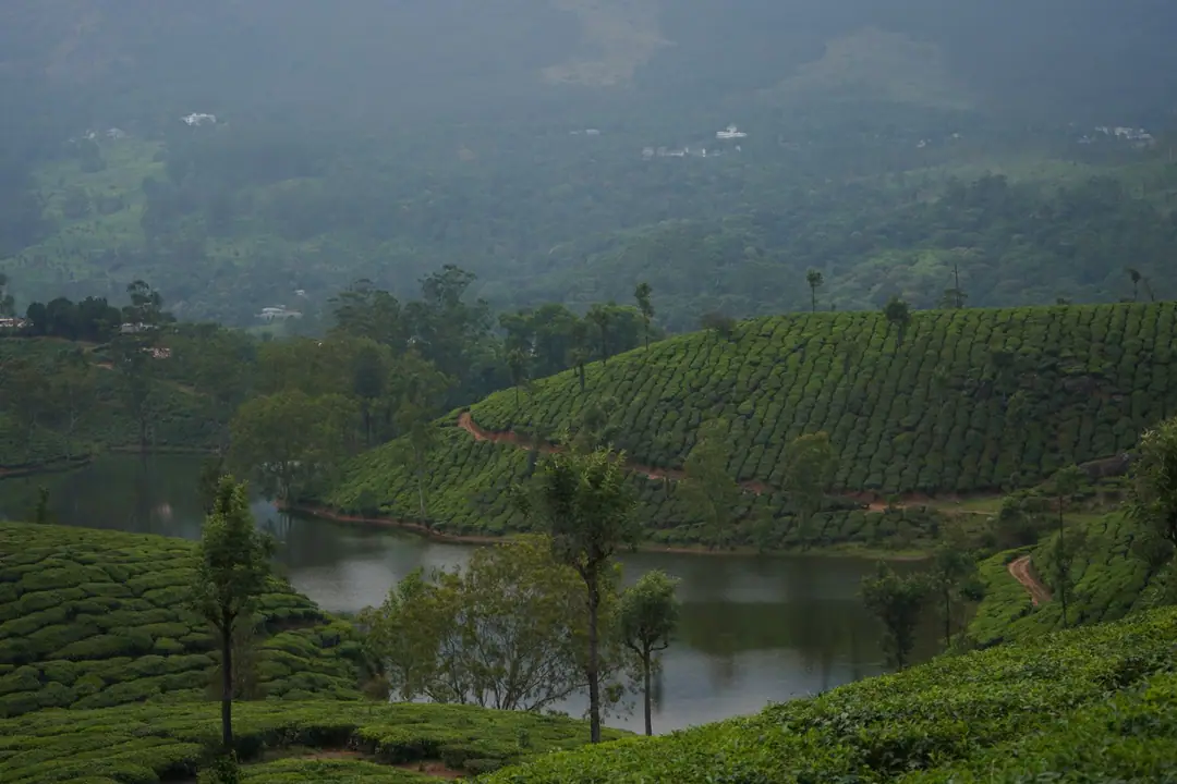 Explore the serene landscape of Munnar's tea plantations with lush greenery and tranquil water.