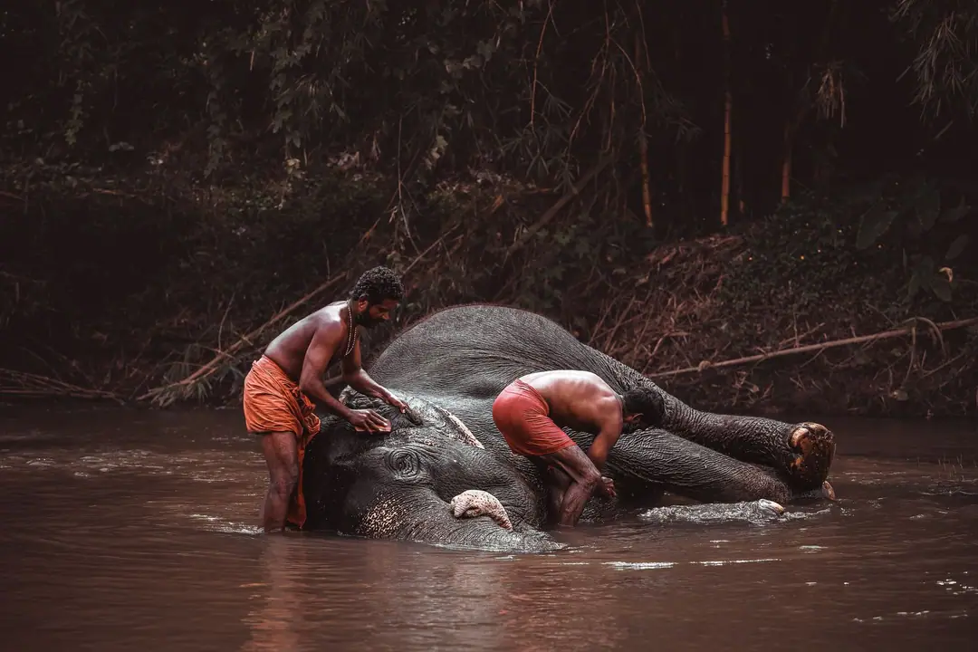 Two men bathing an Asian elephant in a serene Wayanad river, India.